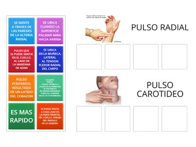 FCA - EDUCACION FISICA 8vo - Pulso radial y carotideo