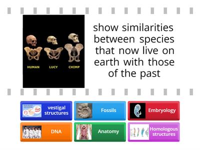 Do Now:Evidence of Evolution