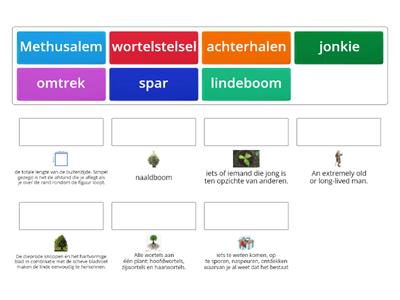 De oudste boom van de wereld woordenschat - Junior Einstein