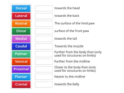 Directional Veterinary Terminology Match Up