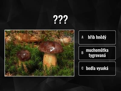 houby