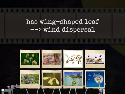 Science - Seed Dispersal