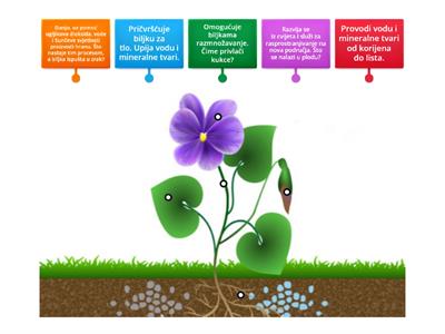 Uloga dijelova biljke