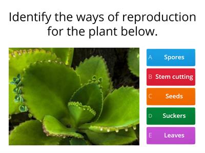 Ways of Reproduction in Plants