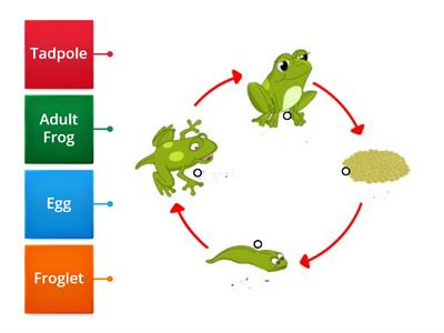 Life Cycle of a Frog