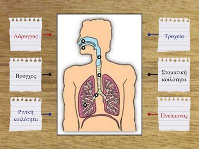 Αναπνευστικό σύστημα