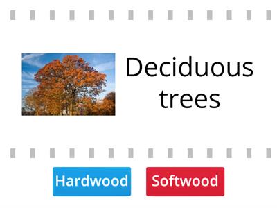 Hardwood vs. Softwood Trees
