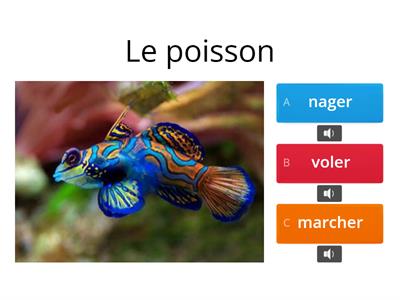 Les actions des animaux: nager? voler? marcher?