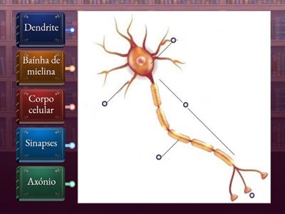 Jogo das legendas - Neurónio