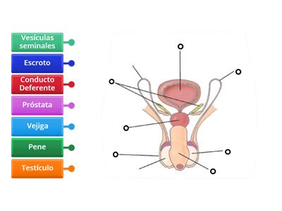 APARATO REPRODUCTOR MASCULINO