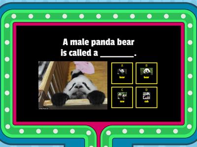 Panda Quiz!