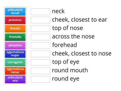 Facial muscles