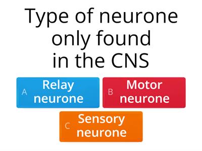 Nervous System Quiz
