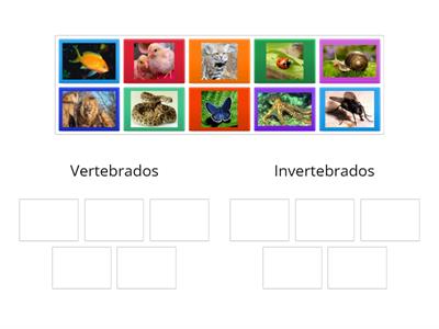 Vertebrados e Invertebrados