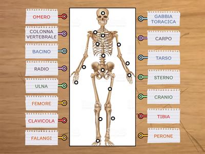 Conosci le ossa del corpo umano?