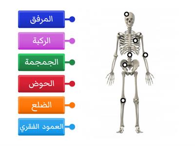عظام العظمي الهيكل