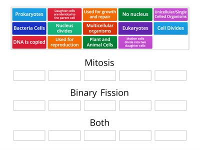 Mitosis vs. Binary Fission