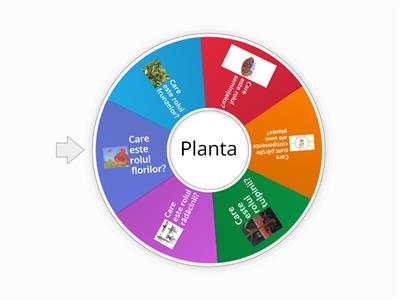 Părțile unei plante+roluri