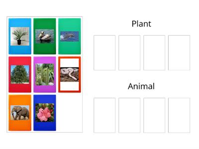 Plant and Animal