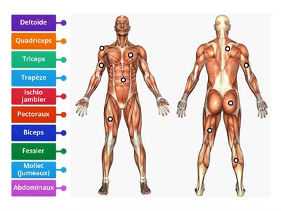 Muscle corps humain - 5ième année