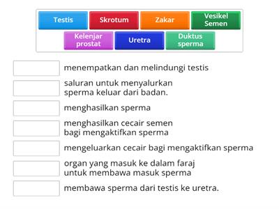 4.2 Fungsi Organ Pembiakan Lelaki 