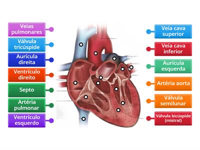 Sistema cardiovascular - Leonor Santos