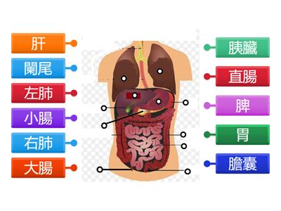 人體器官