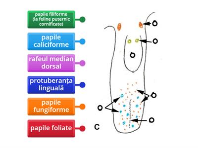 Schema conformației limbii la leporide