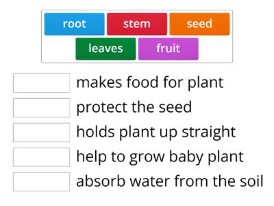 Parts of the plant and their functions