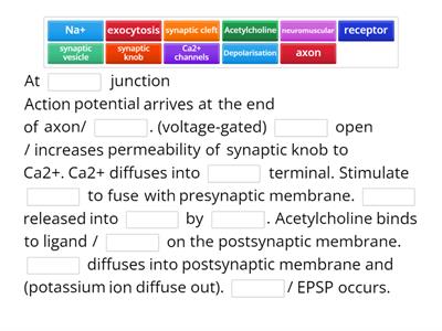 Describe the events at the neuro-muscular junction and post-synaptic cell which cause skeletal muscle to contract.