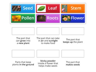 Gr2 Plants parts