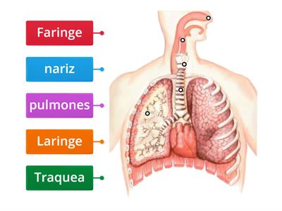  Sistema respiratorio 