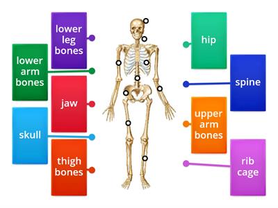 Skeleton and Bones
