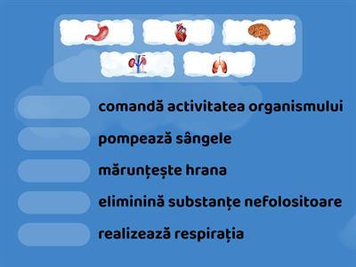 Organe interne majore - clasa I