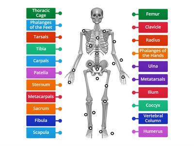 Bones in the Body