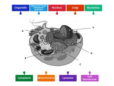 Structure of a cell- B20/B23/B24/B28