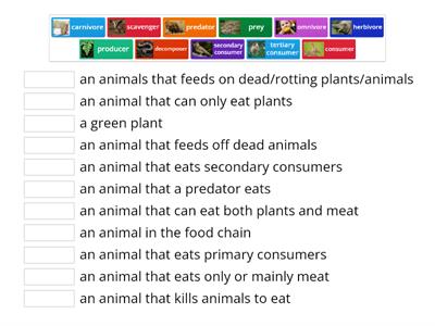 Y3 Food chains/webs definitions