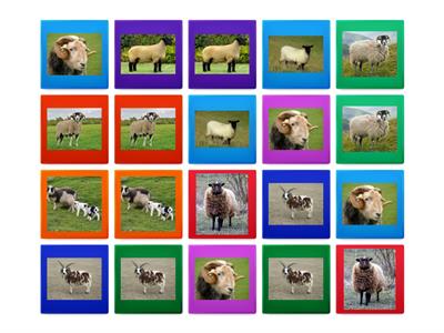 Finding the matching sheep