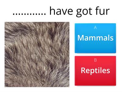 Mammals vs Reptiles - Junior 1 - Cultura Inglesa