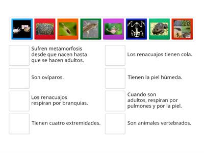 CARACTERÍSTICAS DE LOS ANFIBIOS