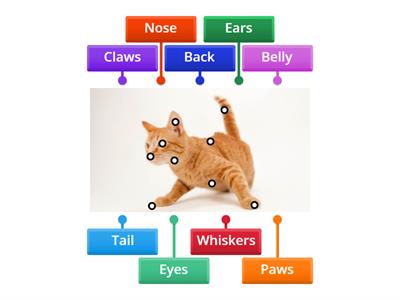 Cats body parts