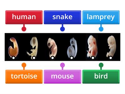 Embryo Matching Game