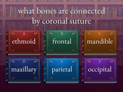 The Axial Skeleton Review Questions