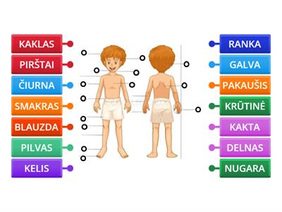 Žmogaus kūno dalys   2-3kl. 