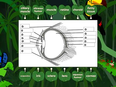Label the diagram of the eye