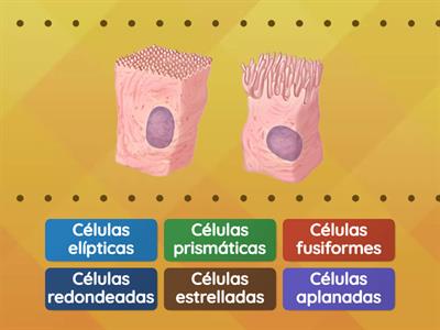 Formas de las celulas 