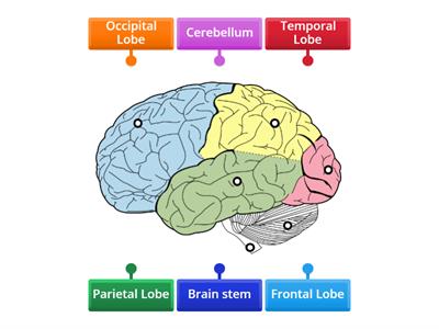 Parts of the Brain 