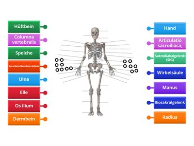 Deutsch in der Pflege - Das menschliche Skelett - deutsche und lateinische Bezeichnungen  3