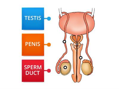 MALE REPRODUCTIVE SYSTEM