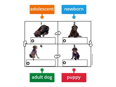 Dog Life Cycle